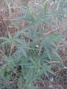20140720_185602.jpg