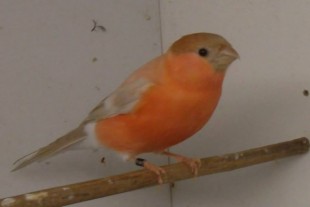 1798586_1385899881675619_1756139299_n.jpg (20.9 КБ) 95824 просмотра Снегирь © Bor