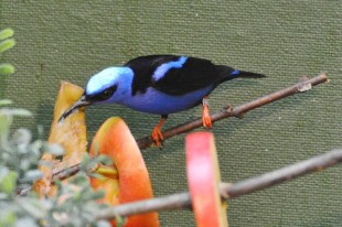 Cyanerpes cyaneus