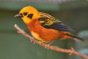 10421270_771573436252460_737732837757591899_n.jpg (51.73 КБ) 21477 просмотров Tangara arthus