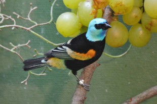 10417672_771573419585795_786778586746445695_n.jpg (61.99 КБ) 21477 просмотров Tangara cyanicollis