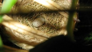 Яйцо цианерпеса в гнезде