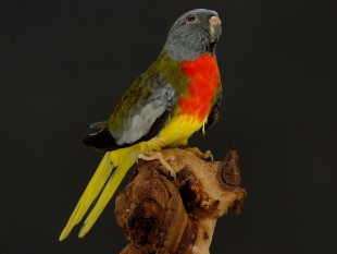 grijsgroen.jpg (296.12 КБ) 25761 просмотр серо-зеленый