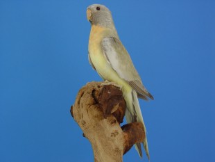 grijs, cinnamon-pallid, aqua.jpg (270.2 КБ) 29924 просмотра серый, коричный-осветленный, аква