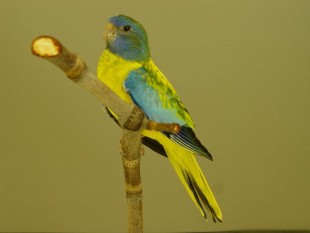 opaline.jpg (46.66 КБ) 25761 просмотр опалин