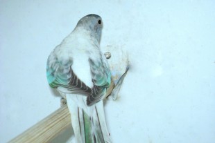 opaline-pallid, blue.jpg (204.97 КБ) 25761 просмотр Опалин-осветленный, синий