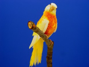 Red Belly, opaline-ino.jpg (267.1 КБ) 29924 просмотра Краснобрюхий, опалин-инос