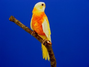 Red Belly, opaline-ino 3.jpg (178.82 КБ) 25761 просмотр Краснобрюхий, опалин-инос