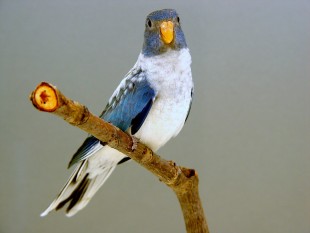 opaline, blue 2.jpg (279.05 КБ) 29924 просмотра опалин синий