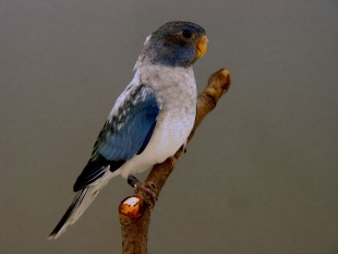 opaline, blue 3.jpg (218.04 КБ) 29924 просмотра опалин синий