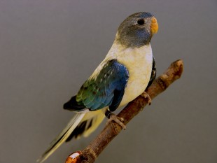 opaline, turquoise.jpg (223.85 КБ) 29924 просмотра опалин, бирюзовый