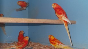 10704288_328286734041855_3476036672395490500_o.jpg (103.34 КБ) 25756 просмотров Певчий попугай