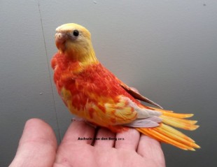 Aschwin van den Berg 3.jpg (52.14 КБ) 25756 просмотров © Aschwin van den Berg