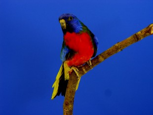 Roodbuik,Violet.jpg (329.13 КБ) 25756 просмотров краснопузый, фиолет<br />© Jack Suikerbuik