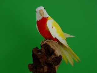 Roodbuik,SL.ino..jpg (274.77 КБ) 25756 просмотров краснопузый, рецессивный инос<br />© Jack Suikerbuik