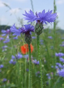 275px-Centaurea_cyanus_20060624120109wp.jpg (19.19 КБ) 43112 просмотров василёк синий