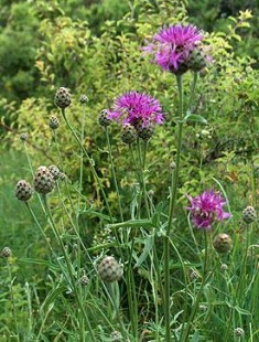 275px-Centaurea_scabiosa_flower.jpg (40.24 КБ) 43112 просмотров шершавый