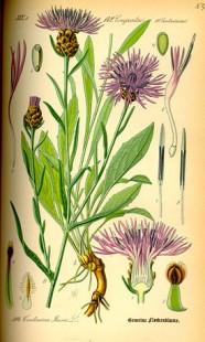 275px-Illustration_Centaurea_jacea0.jpg (48.49 КБ) 43112 просмотров василёк луговой