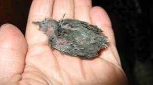 j2HHWT9Rcgk.jpg (26.25 КБ) 22164 просмотра на ладони птенец уже мертвый