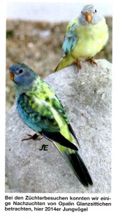 img002.jpg (130.35 КБ) 25685 просмотров Опалиновые птенцы <br />2014 года.