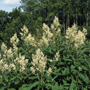 persicaria_polymorpha_plantdel_lg.jpg