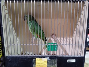 20150308_070959.jpg (285.54 КБ) 19001 просмотр Синелобый амазон