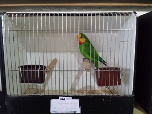 20150308_071225.jpg (222.19 КБ) 19001 просмотр Попугай Баррабанда