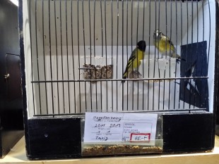 20150308_071419.jpg (261.34 КБ) 19001 просмотр Магеллановый чиж