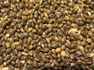 просо-7.jpg (166.67 КБ) 43365 просмотров Просо зеленое<br />©GA.