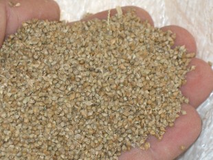 просо-13.jpg (140.12 КБ) 43368 просмотров Ежовник - куриное просо<br />©GA.