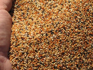 просо-11.jpg (231.42 КБ) 43367 просмотров Могар<br />©GA.