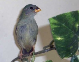 CIMG1425x.jpg (22.84 КБ) 23546 просмотров Птенец