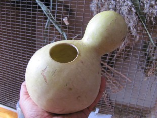 Лагинария-2.jpg (97.09 КБ) 3231 просмотр Лагенария (Lagenaria siceraria)