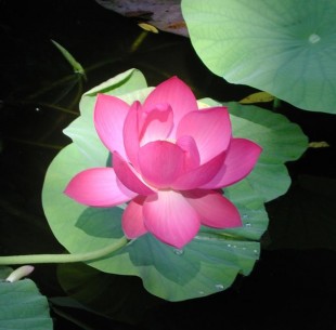 lotus cropped.jpg