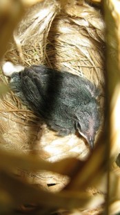 4b9Dt8_tArc.jpg (47.04 КБ) 22073 просмотра птенец в гнезде