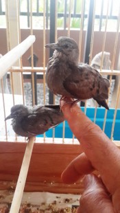 262.jpg (122.86 КБ) 31799 просмотров columbina talpacoti