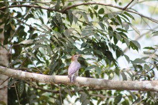 239.JPG (290.52 КБ) 31799 просмотров ...