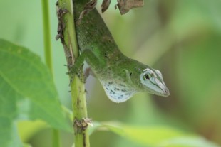 259.JPG (154.22 КБ) 31796 просмотров этот зверь жил на кусте прямо под окном