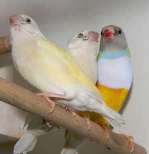 P1430105.JPG (161.82 КБ) 29753 просмотра Дремят))) ...такие милые и ещё робкие !!!