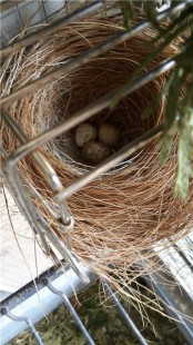 029717600f4e1.jpg (111.33 КБ) 41834 просмотра Две недели до того как..