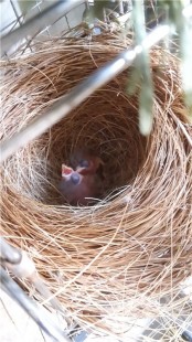 bc73cbf34961.jpg (112.83 КБ) 41834 просмотра Птенцам несколько часов.