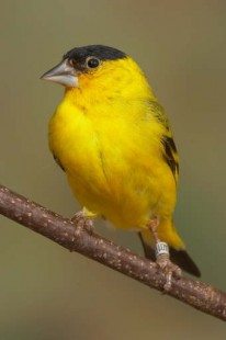 db_214_14876.jpg (12.84 КБ) 35064 просмотра Spinus yarrellii<br />© G.Hofmann & F. Scheffer