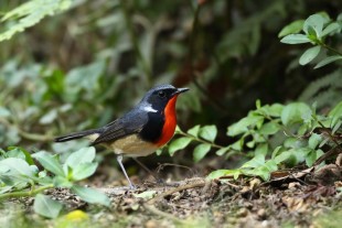 20125157777630 (1).jpg (69.61 КБ) 22892 просмотра Самец.© 张果老