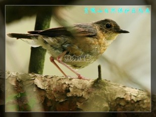 lp.jpg (129.34 КБ) 19900 просмотров Самка