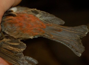 Сибирская чечевица (Carpodacus roseus)<br />самка<br />© Franta Nejman