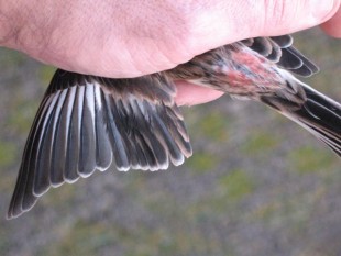 Горная чечетка (Carduelis flavirostris)<br />самец