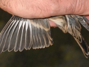 IMG_0313.jpg (44.2 КБ) 35429 просмотров Горная чечетка (Carduelis flavirostris)<br />самка