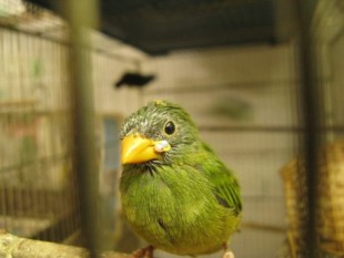 PB4aU6yaa0c.jpg (31.64 КБ) 24815 просмотров Птенец первого выводка