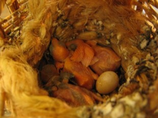 Wu1B4weRiUI.jpg (43.31 КБ) 24815 просмотров Птенцы второго выводка