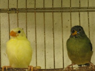 A-68IXsZksw.jpg (35.04 КБ) 24815 просмотров Слетки